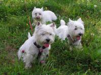 Klik op de foto voor groter formaat